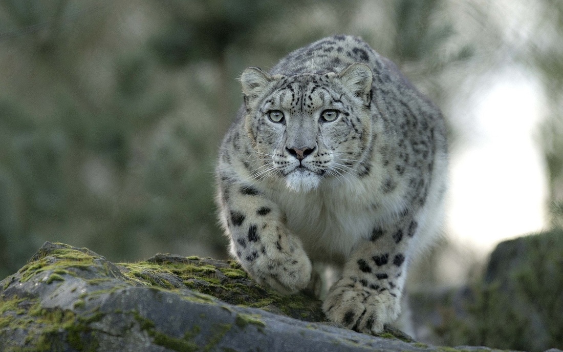 upgrade leopard to snow leopard